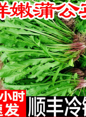 顺丰包邮蒲公英新鲜现挖山野菜