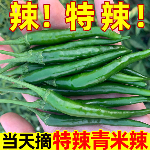 新鲜米椒朝天椒新鲜辣椒小米椒
