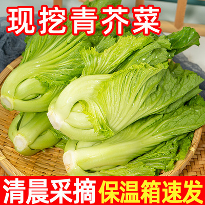 包心芥菜新鲜蔬菜当季现摘