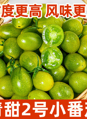 青口蜜圣女果绿色青甜樱桃小番茄新鲜绿千禧即食小柿子生吃