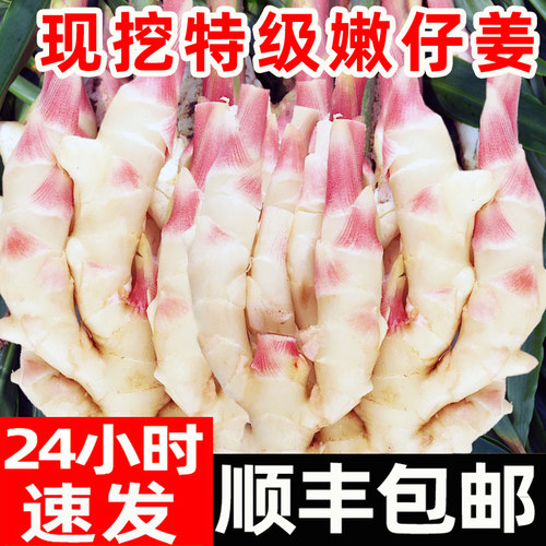 现挖嫩姜嫩仔姜生姜脆嫩多汁