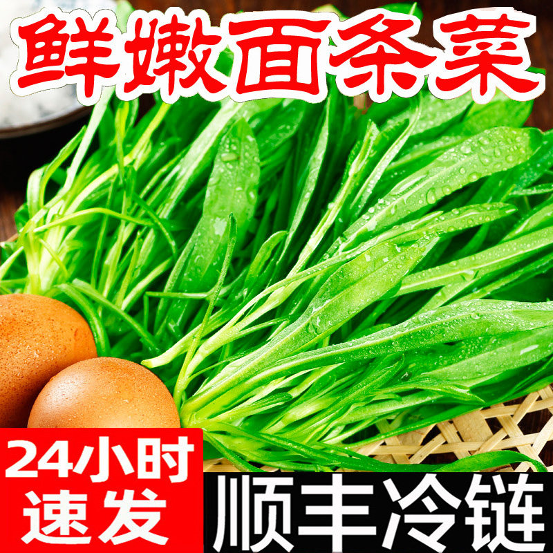 面条菜新鲜羊蹄颗野菜柳叶菜现挖非蒲公英荠菜清明苜蓿菜苦菜新鲜