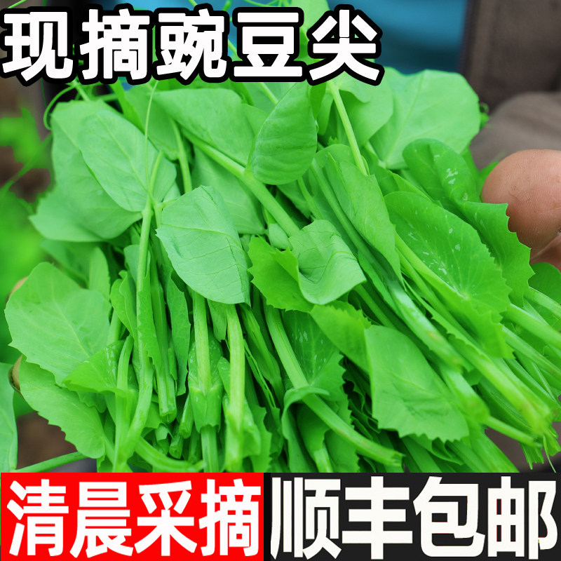 豌豆尖新鲜蔬菜现摘现发豌豆苗碗豆菜火锅菜露天龙须菜农家自种,水产肉类/新鲜蔬果/熟食,叶菜类,淘宝优惠券,粉丝福利购,淘宝优惠卷