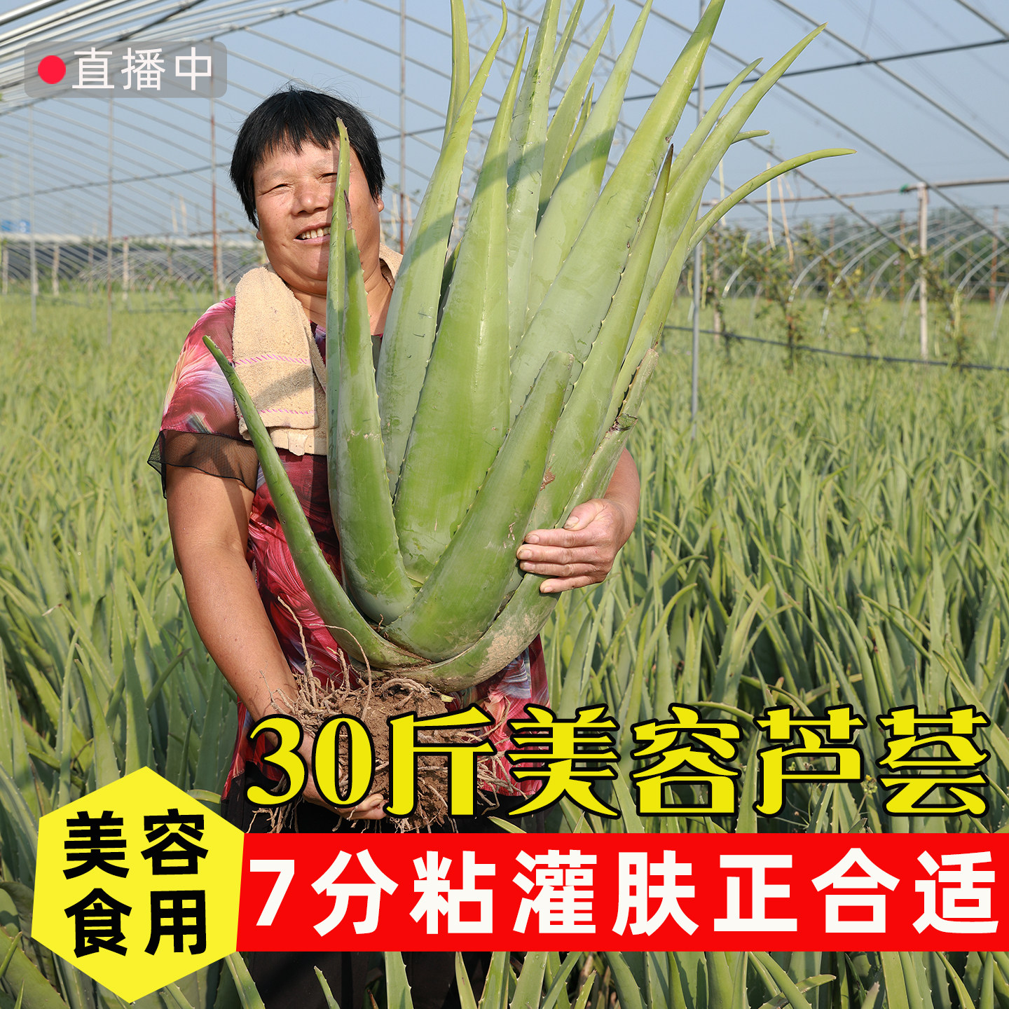 库拉索芦荟盆栽美容院灌肤专用面膜洗澡打奶搓澡大盆30斤植物绿植