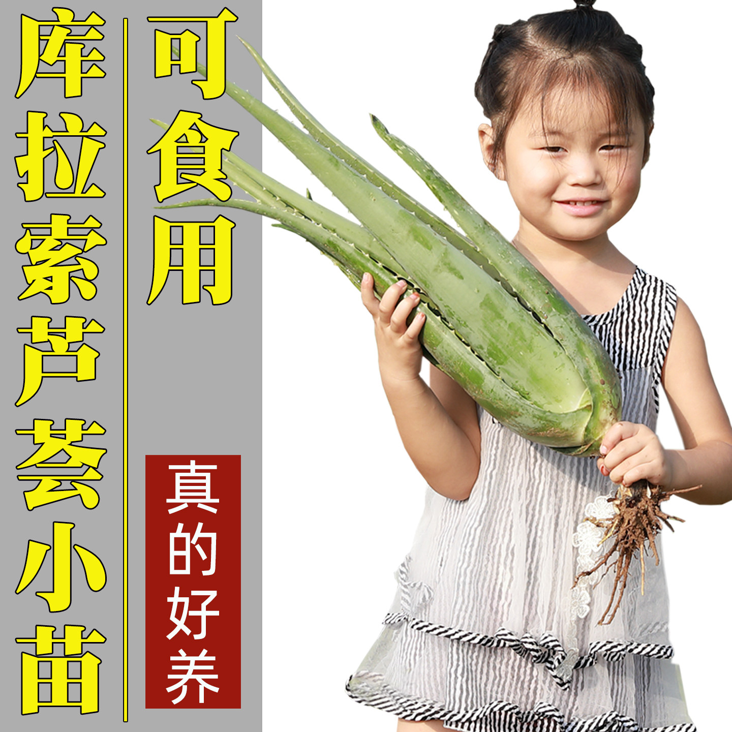 库拉索芦荟盆栽美容可食用的品种新鲜种子可以吃的绿植苗药用小盆