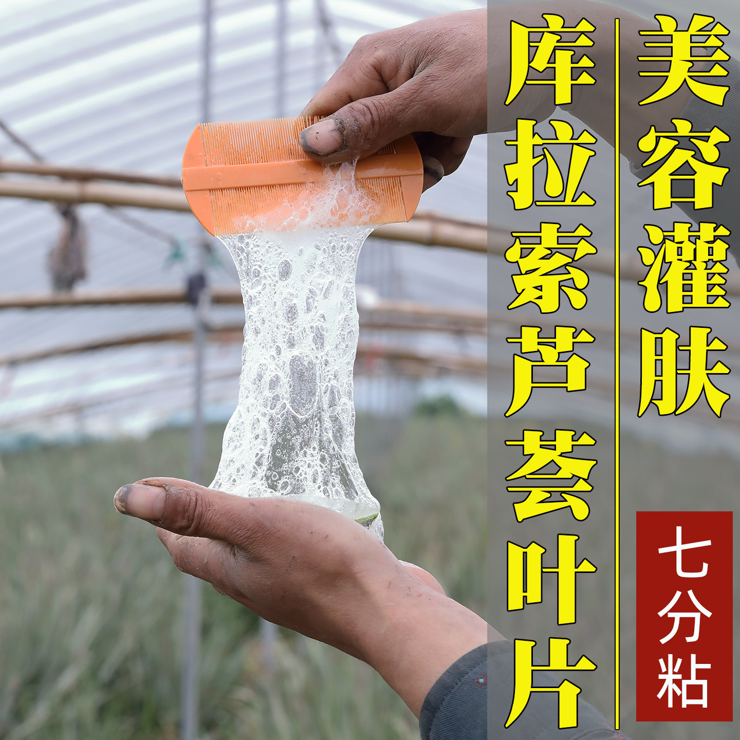 库拉索芦荟灌肤美容院专用新鲜大叶片洗澡打奶牛奶面膜药用的果肉