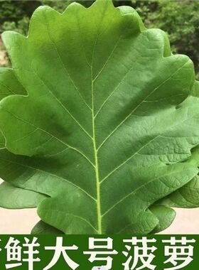 粽叶包粽子野生大号新鲜菠萝叶天然家用柞树叶槲叶现摘玻璃叶