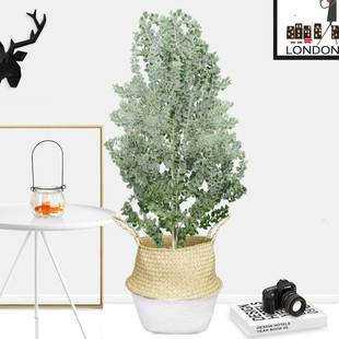 银叶金合欢庭院观叶多肉植物尤加利叶棒棒糖型珍珠相思树包邮