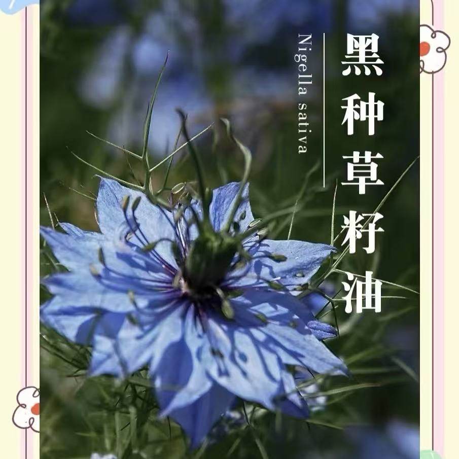 国哥推荐 埃及原产有机黑种草籽油 抗火火,包装,礼品盒,淘宝优惠券,粉丝福利购,淘宝优惠卷