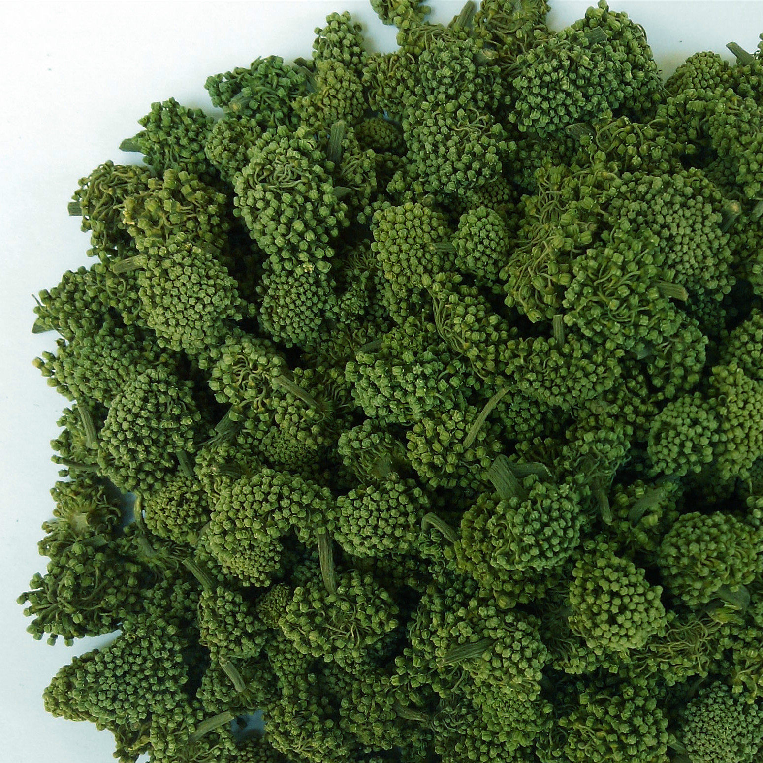 【2026新花亏本促销】三七花新花云南文山田七花500克包邮