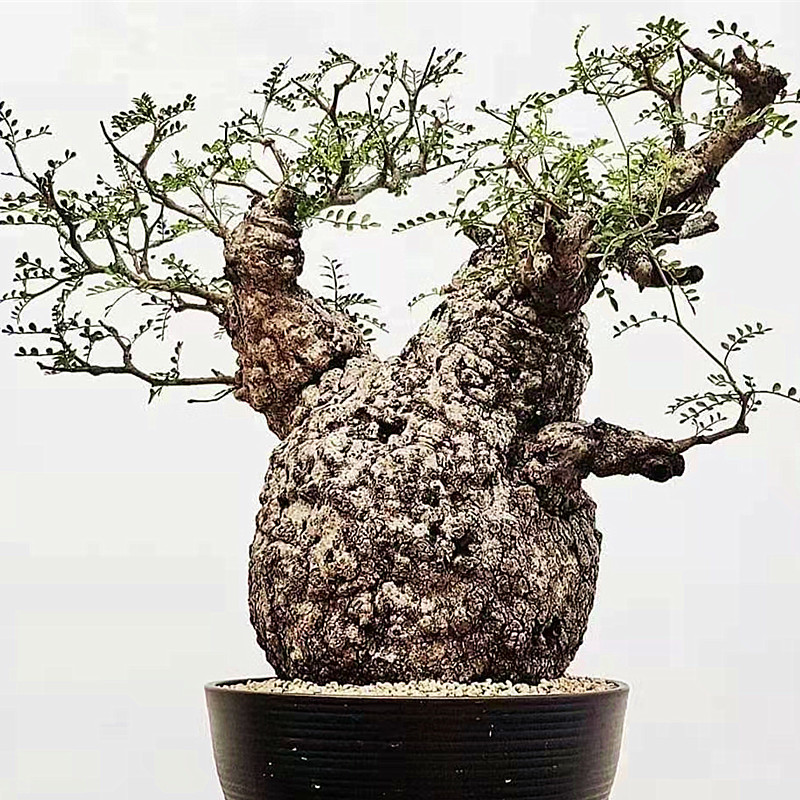 象足漆树operculicarya Pachypus块根植物阳台实生苗一物一拍 蜂蜜的作用与功效 专业蜜蜂养殖蜂产品知识资讯网 蜂蜜百科知识网