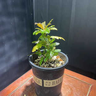 娜娜乳香橄榄boswellia nana块根植物实生一物一拍