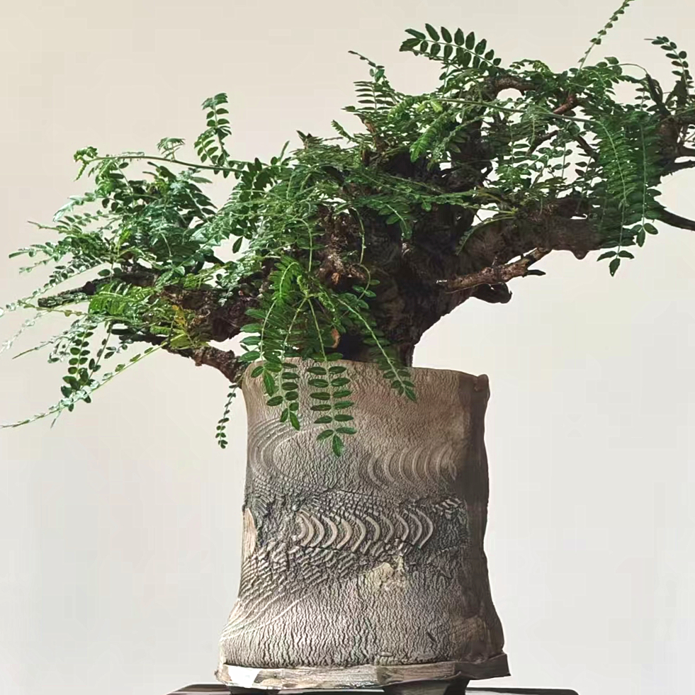 尼勒达乳香老桩实生味道很香潮流块根植物一物一拍可原盆发货