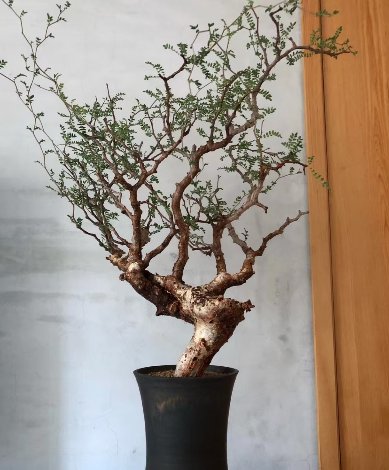 滔天橄榄老桩实生味道很香潮流块根植物一物一拍可原盆发货