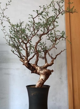 滔天橄榄老桩实生味道很香潮流块根植物一物一拍可原盆发货