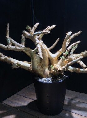 针叶没药橄榄实生commiphora  Kraeuseliana块根植物一物一拍原盆