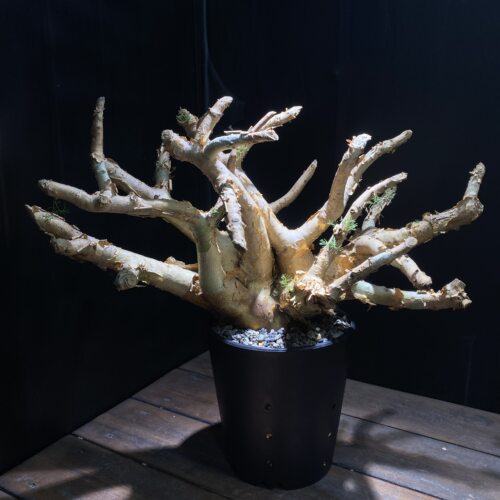 针叶没药橄榄实生commiphora  Kraeuseliana块根植物一物一拍原盆