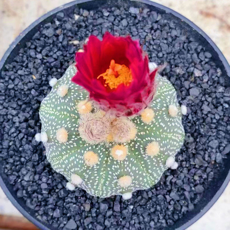 赤花红花兜昭和兜超兜星兜籽播实生开花漂亮一物一拍美观