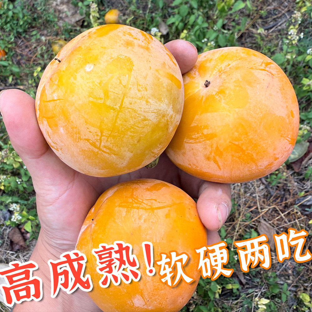 【更甜偏熟款 可吃硬可放软】高成熟度柿子 温度高可放软吃
