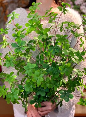 仿真绿植吊钟叶马醉木绿色花束家居装饰造景植物落地摆件软装道具