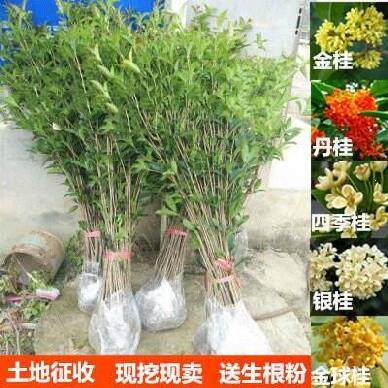 大花金桂价格 多少钱