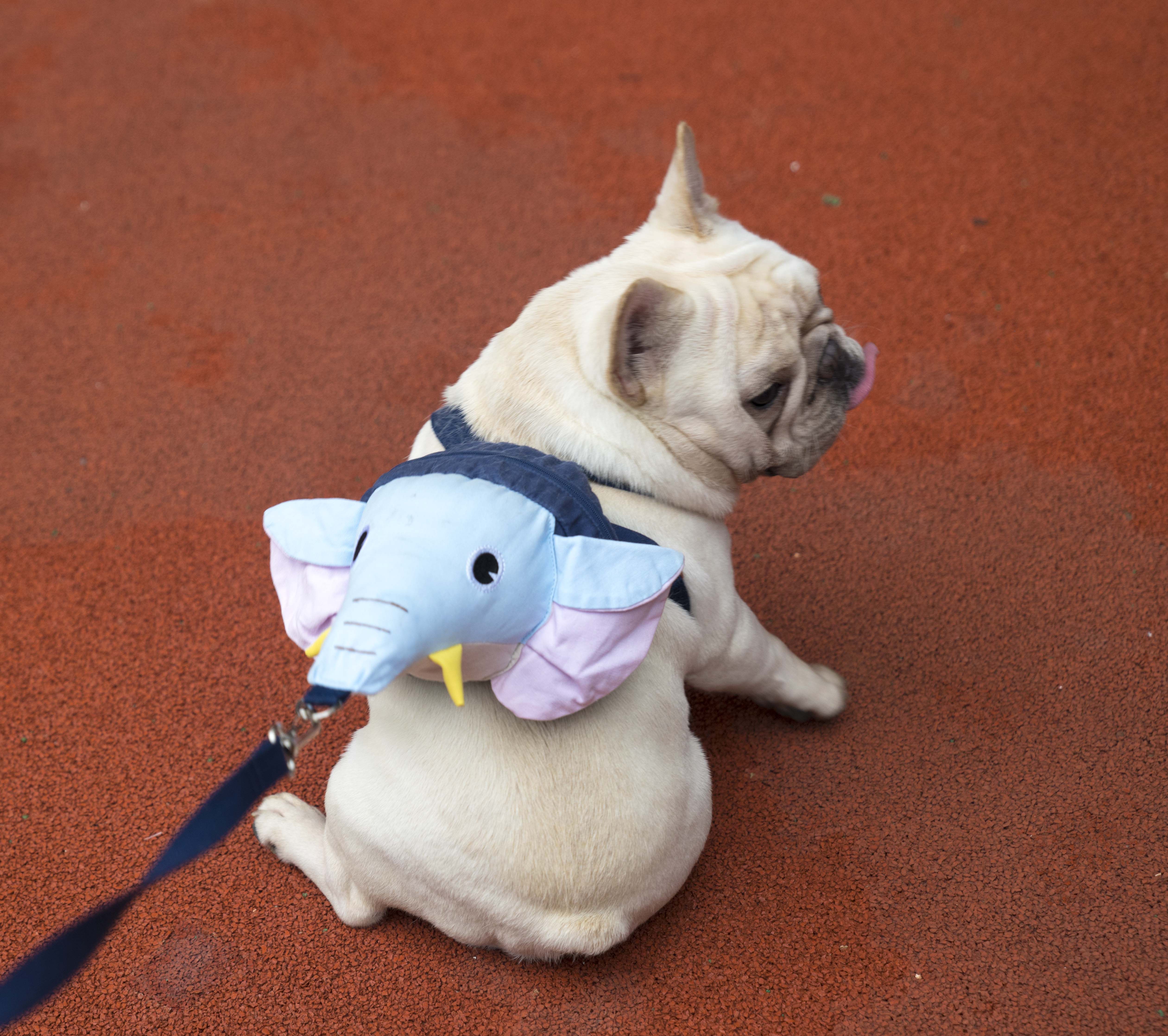 Corgi French Bulldog Corgi Pugs Teddy Pets knapsack A collar for a horse Dogs Traction ropein the Pet/Pet food and supplies , Pet apparel and accessories , Pet backpack  category - from Buy2taobao.com to provide professional Taobao agent buy service