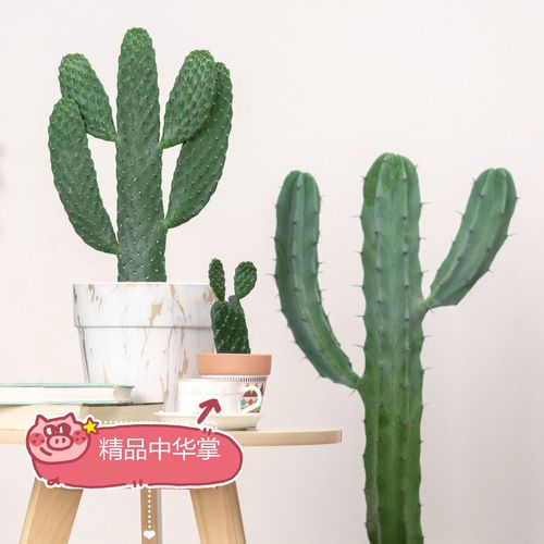 无刺仙人掌类盆栽客厅耐旱绿植