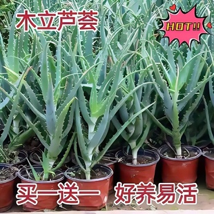 木立芦荟龙爪菊芦荟可食用消炎室内庭院阳台绿植盆栽四季常青