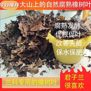 君子兰腐熟橡树叶腐叶土发酵通用型兰科腐熟营养土壤改良板结疏松