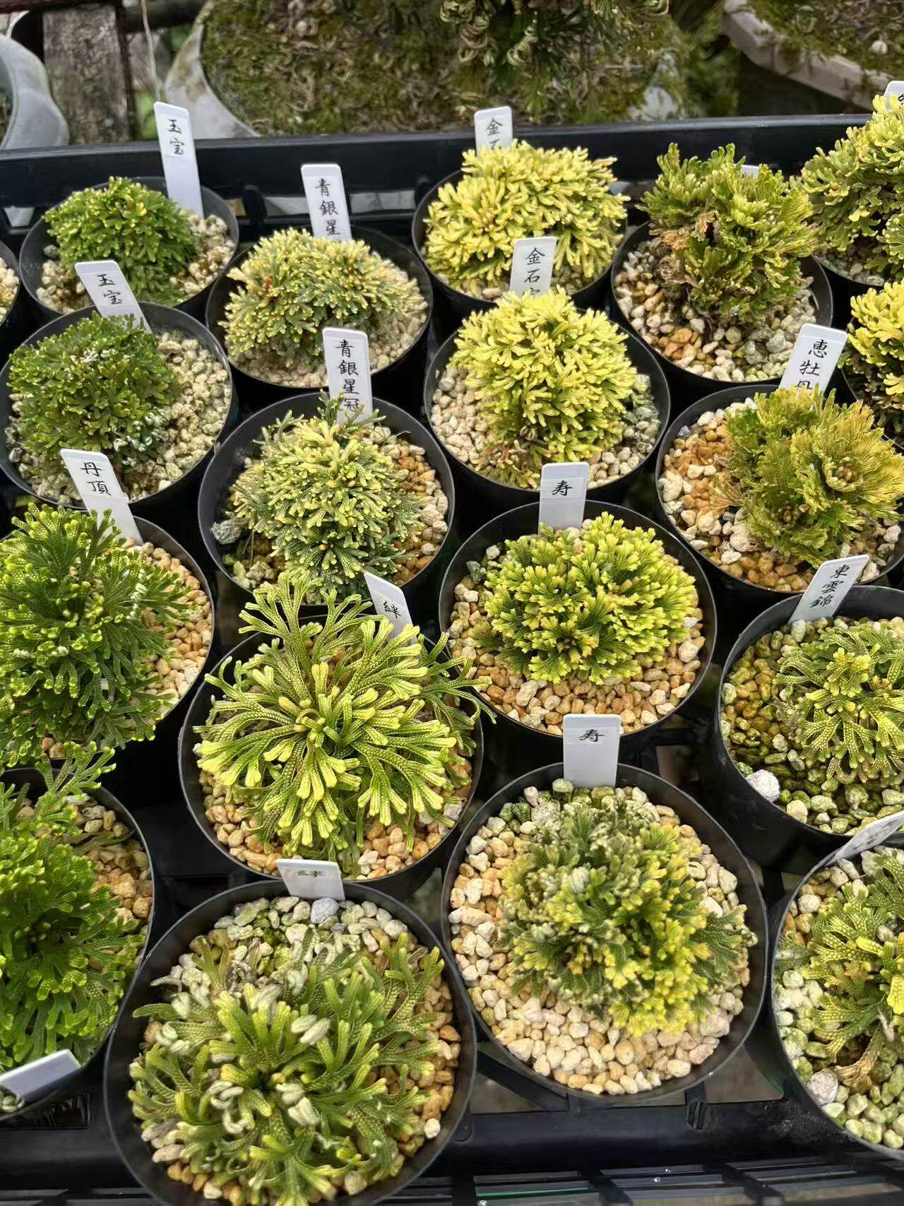 艺圣园盆景日本进口卷柏多样品种山野草多年生蕨类植物九死还魂草