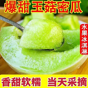 正宗水润饱满玉菇甜瓜当季网红蜜瓜冰淇淋酥脆甜密瓜白皮绿肉包邮