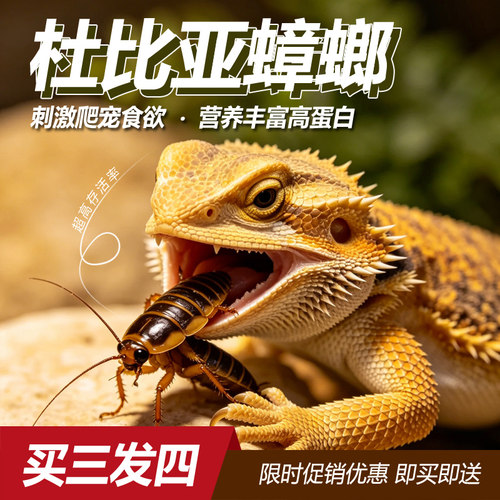 杜比亚活体蟑饵料蜥蜴角蛙饲料
