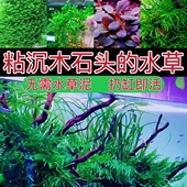 鱼缸造景套餐沉木石头水榕铁皇冠黑木蕨阴性水草莫斯植物椒草真草