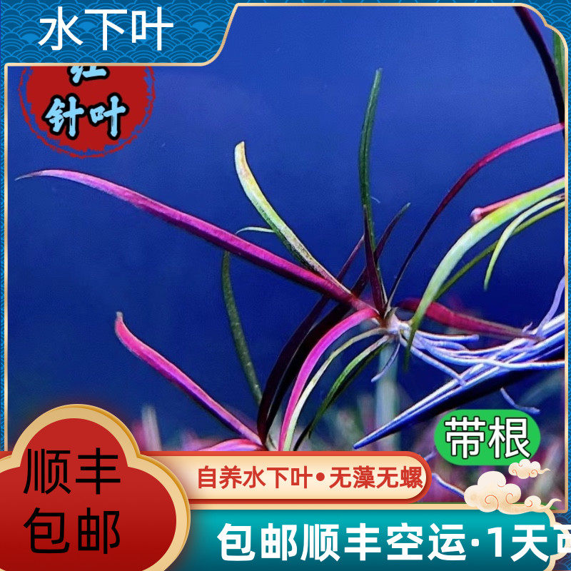 红针叶皇冠草缸沉木造景水下叶无需转水活体植物无需二氧化碳新手