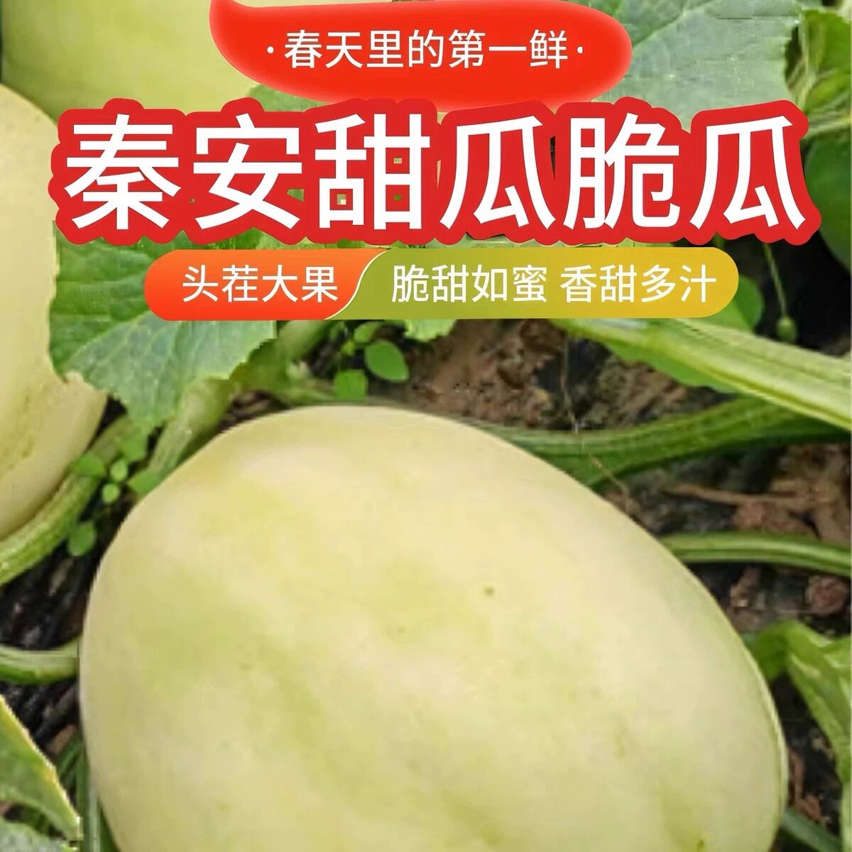 头茬现摘甘肃天水秦安白脆瓜新鲜水果孕妇小孩甜脆瓜当季