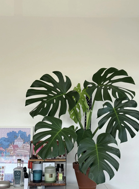 龟背叶鲜切绿植室内客厅办公室家用水养桌面绿色花卉花店插花搭配