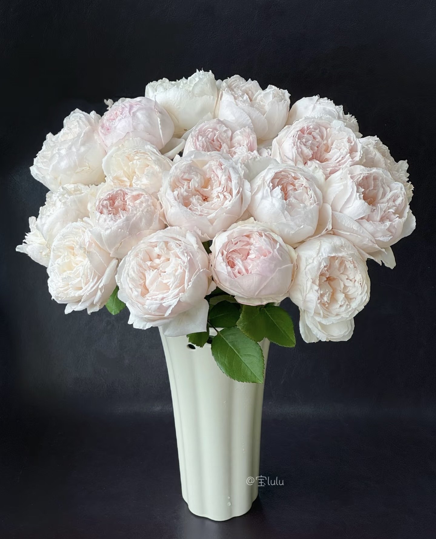 可爱瓷酷皮玫瑰花稀有品种领证婚礼手捧花小包子可爱精致云南直发