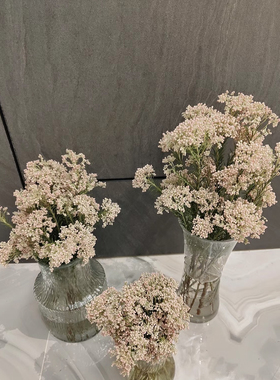 小米花鲜花可做干花云南基地直发客厅鲜切花插瓶花束白色鲜切花