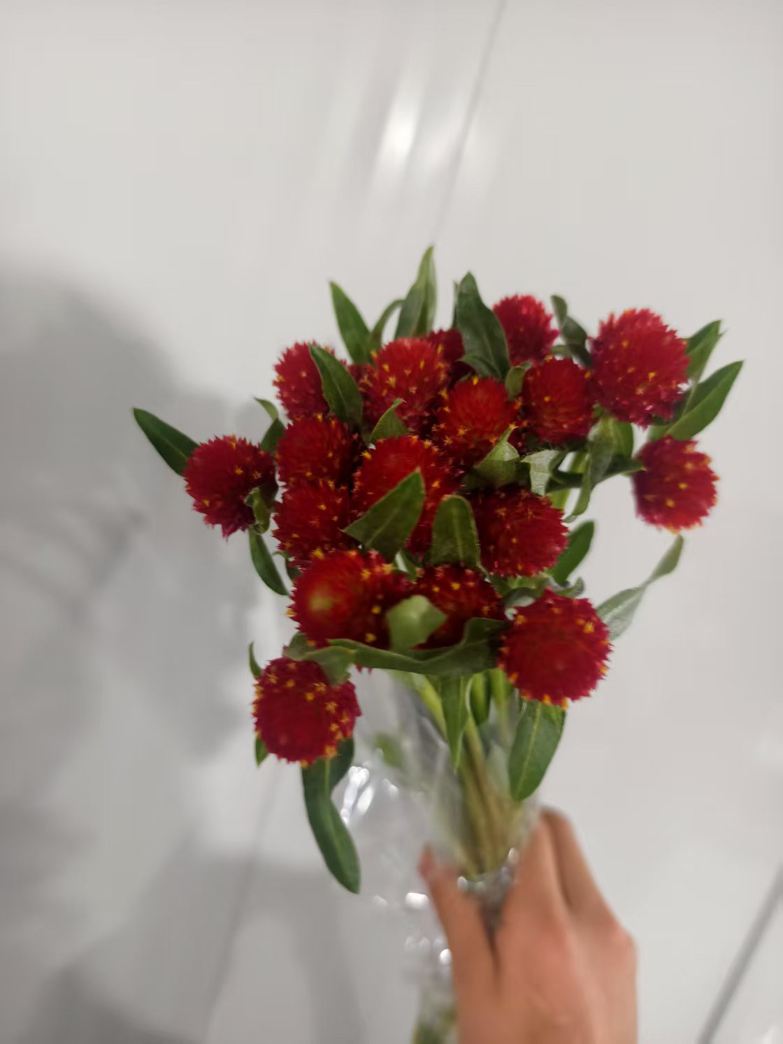 千日红鲜花云南直发配花鲜切婚庆花材室内水养花束花期长鲜切花