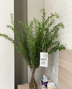 新鲜雪柳叶各种绿色叶材春夏小清新云南直发新鲜水养花卉市场鲜枝