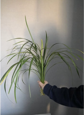 刚草春兰叶绿叶婚庆商务手捧花专用叶材百搭花店花束云南直发