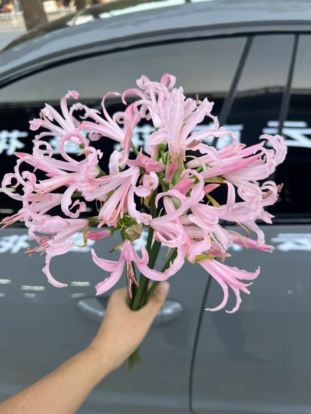 新上市当季石蒜彼岸花小众稀有高端花材花束配花水养鲜切花云南