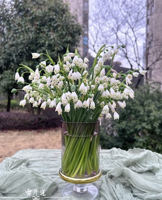 雪片莲鲜切花铃兰平替小众稀有花材婚礼手捧花精致氛围感家用插花