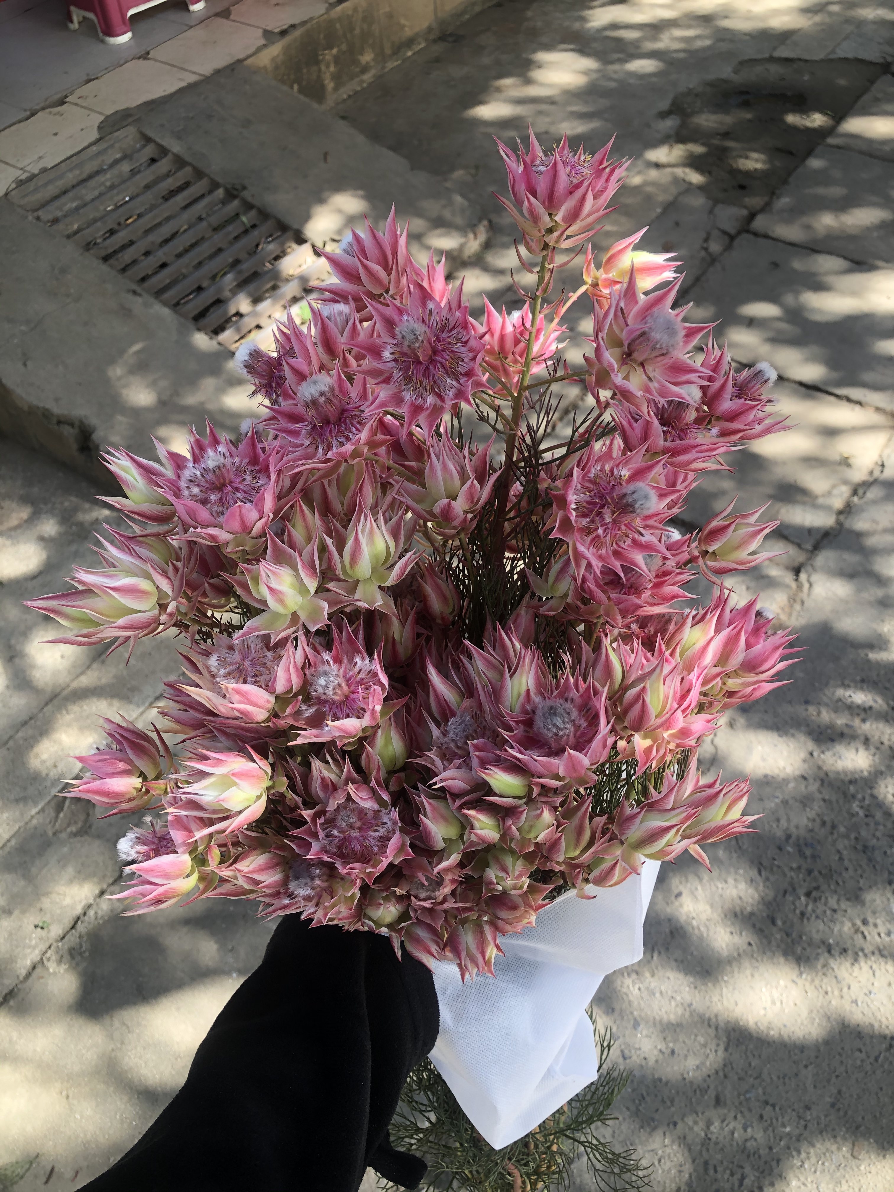 南非进口新娘花公主花手捧花小众稀有花材婚庆花束家庭水养插花