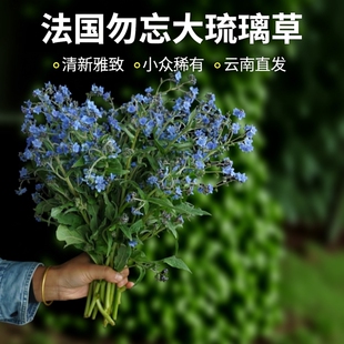法国勿忘我琉璃草小众稀有花材鲜切水养插花配花送礼花束云南直发