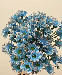 马卡龙吸色小菊鲜花基地直发小众花期超长家居办公插花节日送礼