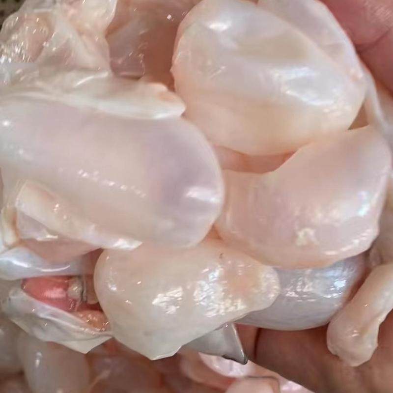 新鲜鲢鱼内泡胖头鱼泡鱼内肚酒店批发商用鱼泡,水产肉类/新鲜蔬果/熟食,花胶/鱼胶,淘宝优惠券,粉丝福利购,淘宝优惠卷