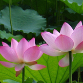 荷花精油粉红莲花 膏状 超临界CO2提取