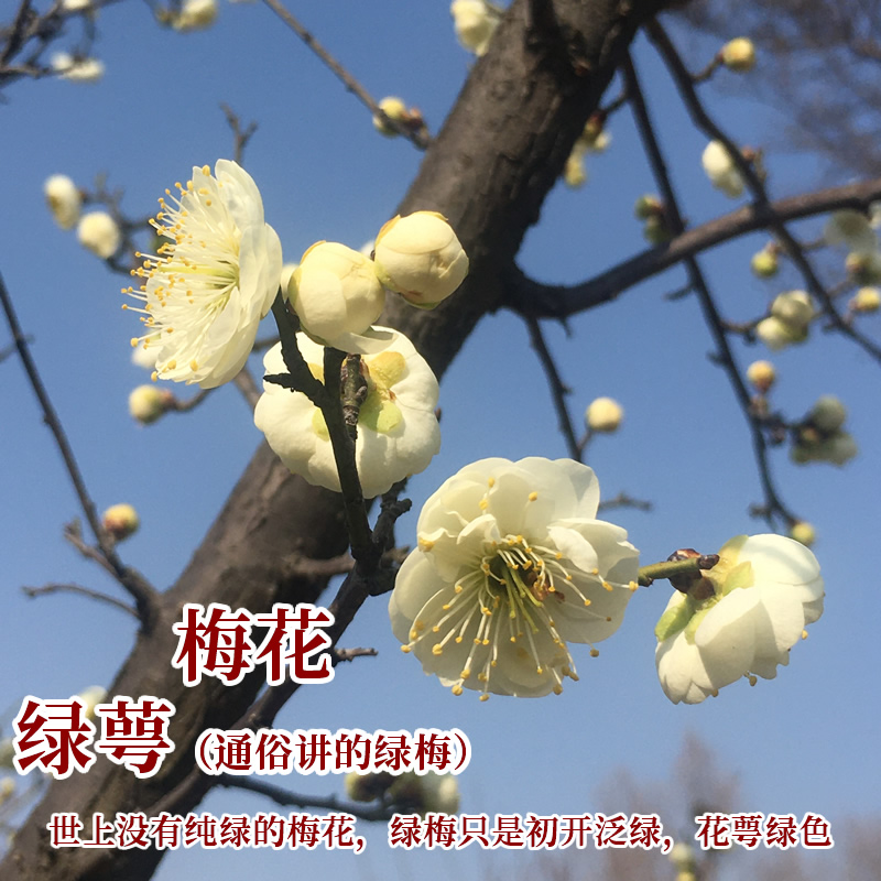 梅花品种【绿萼】清新白梅花绿梅阳台盆栽树苗庭院书房对版盆景