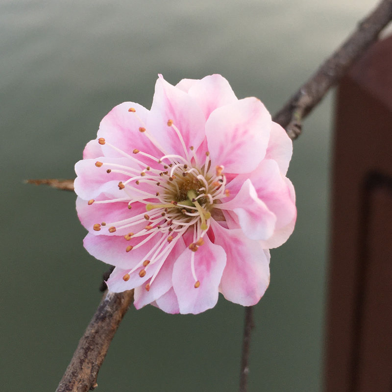 梅花【新平家】品种红梅粉色真梅盆栽苗庭院阳台书房卧室浓香